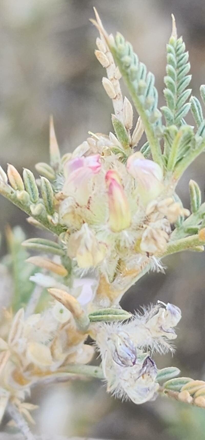Astragalus piptocephalus photo 4