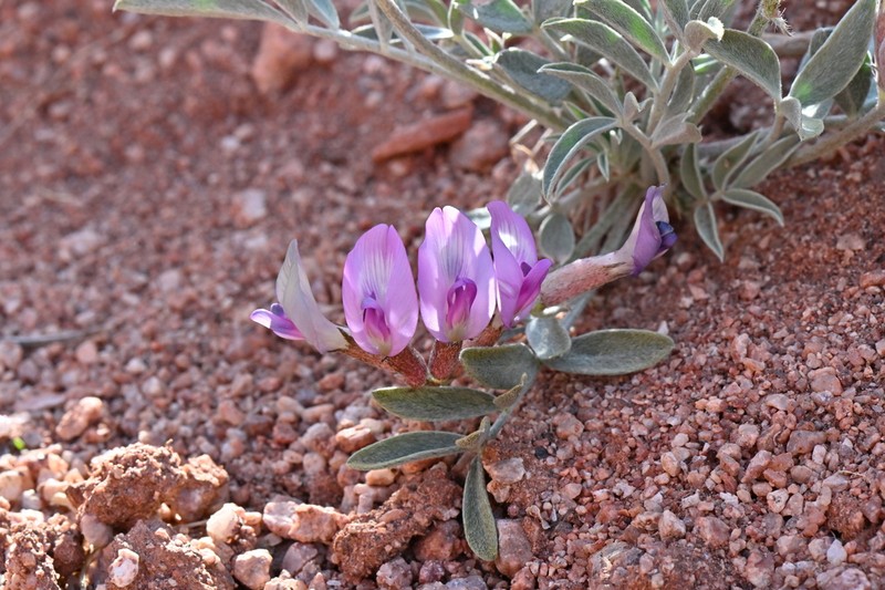 Fisher Milkvetch