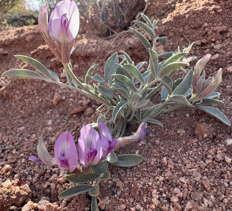 Fisher Milkvetch photo 2