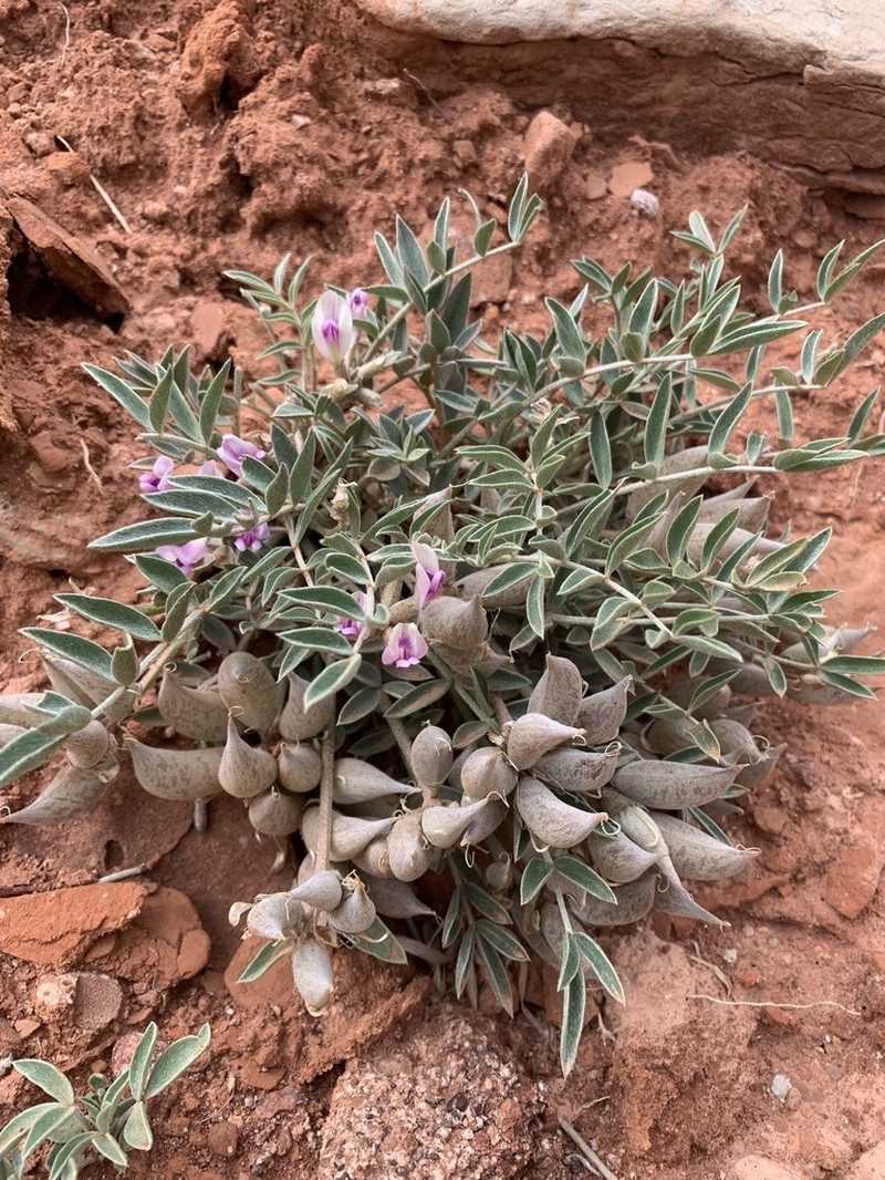 Fisher Milkvetch photo 3