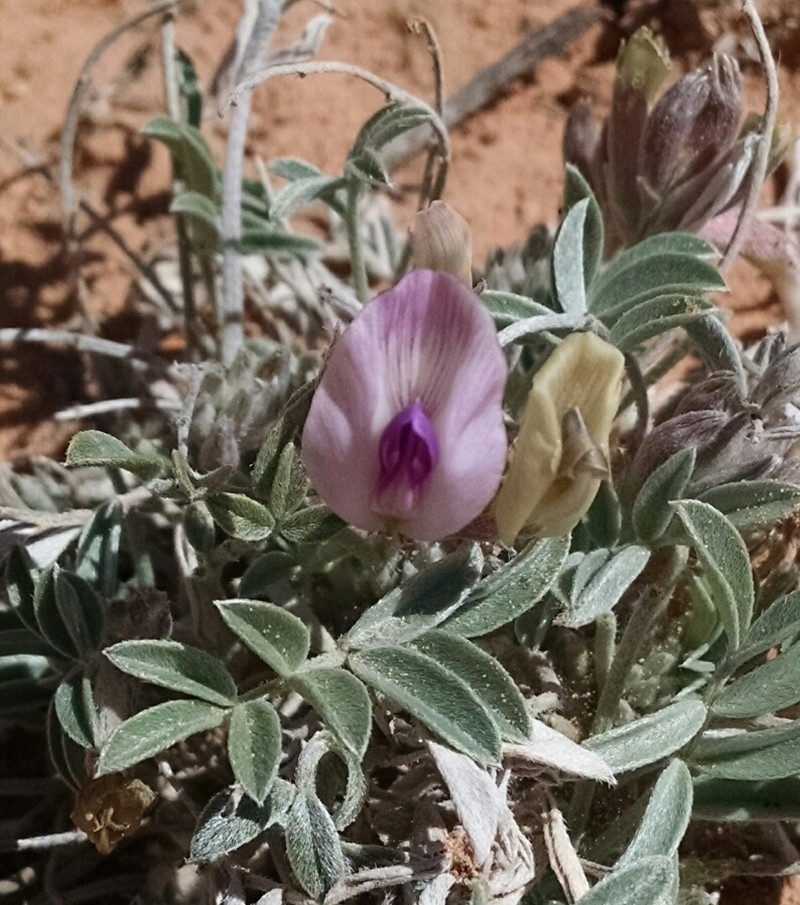 Fisher Milkvetch photo 4