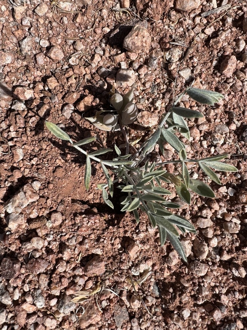 Fisher Milkvetch photo 5