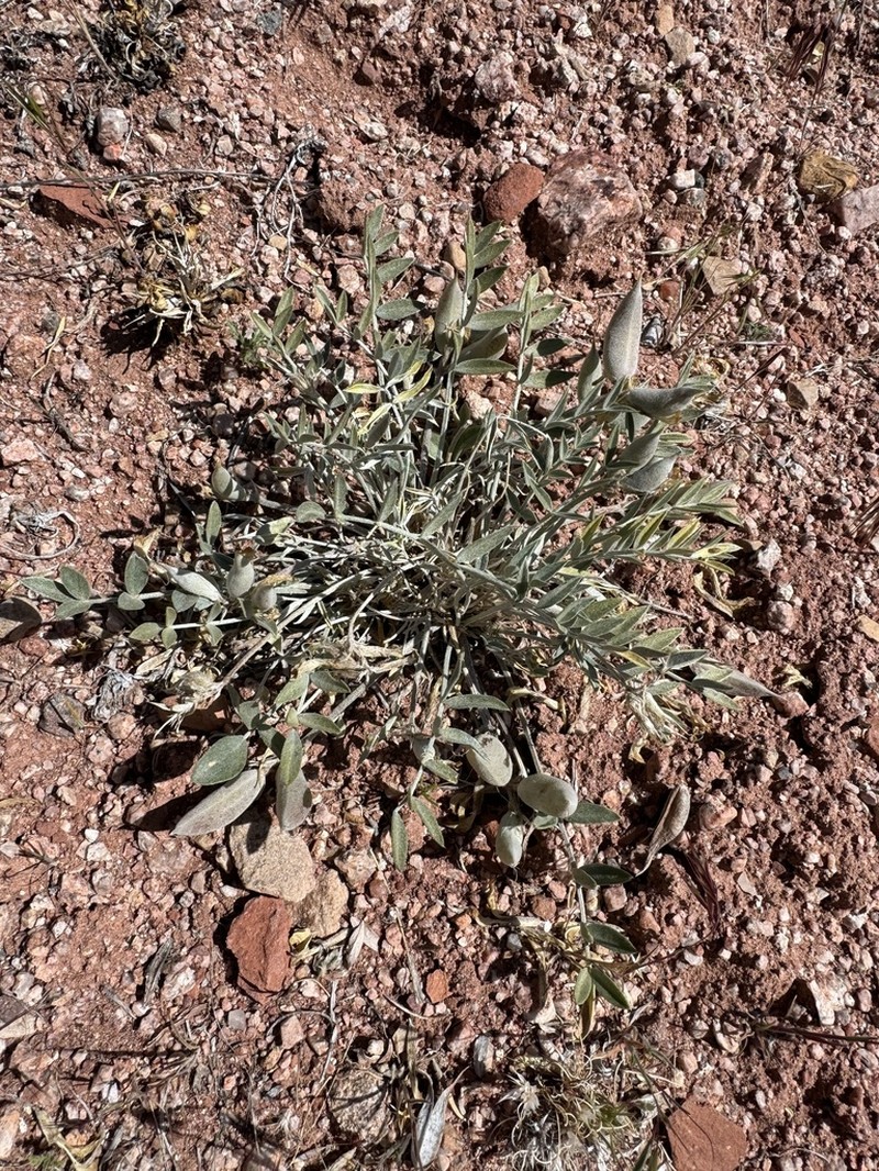 Fisher Milkvetch photo 7