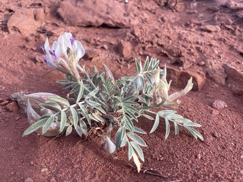 Fisher Milkvetch photo 8