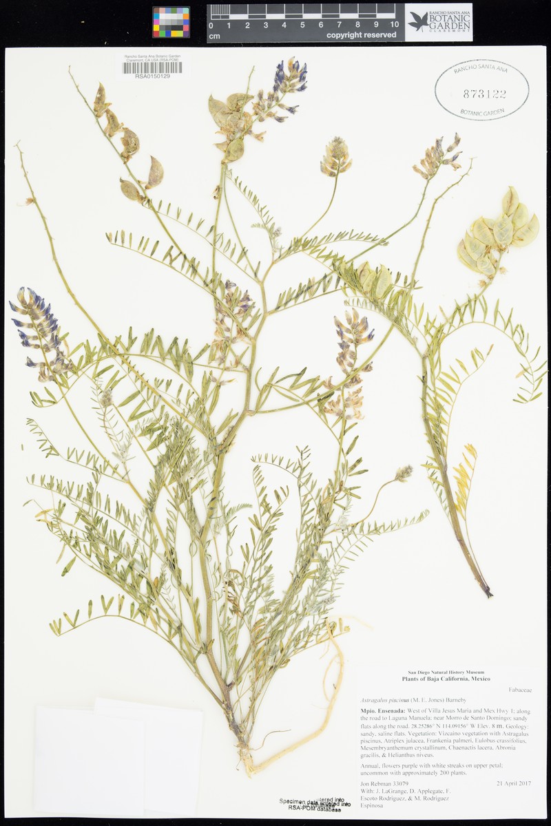 Astragalus piscinus