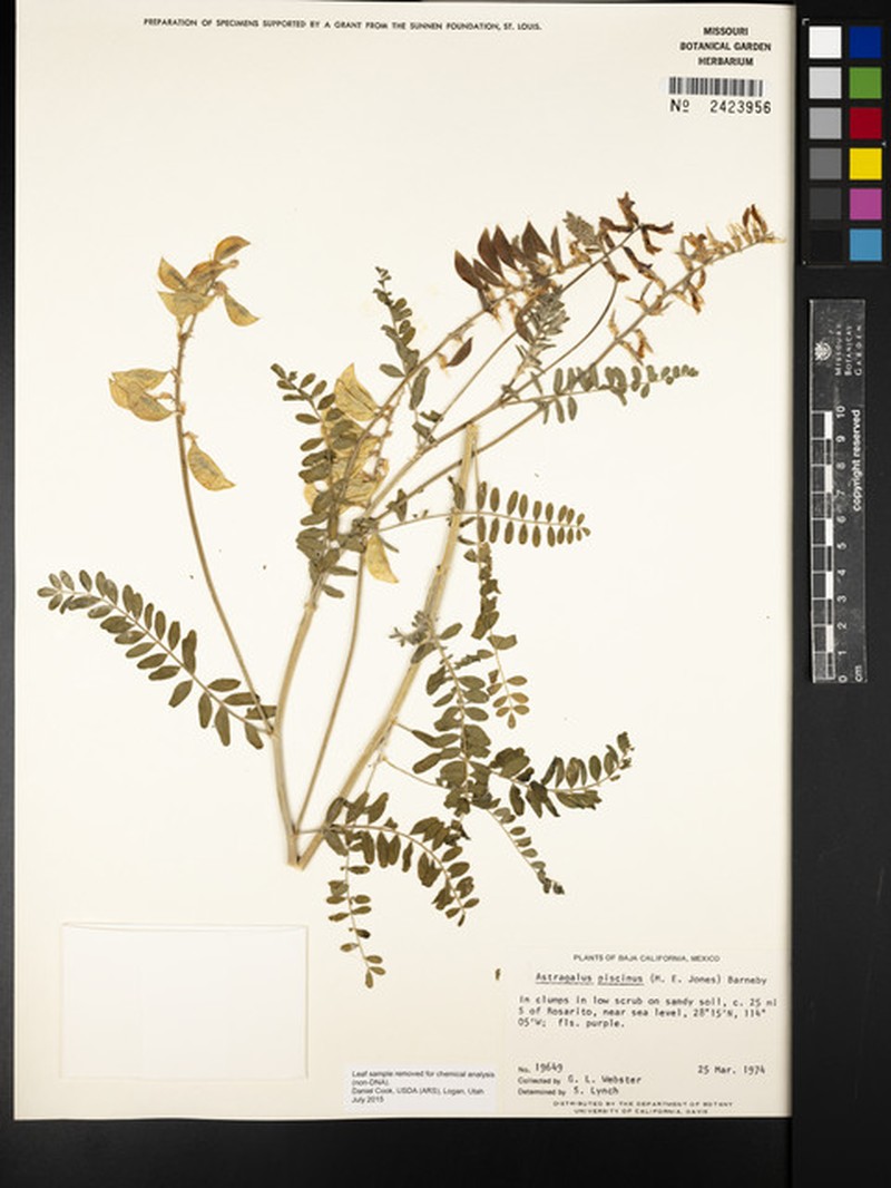 Astragalus piscinus photo 2