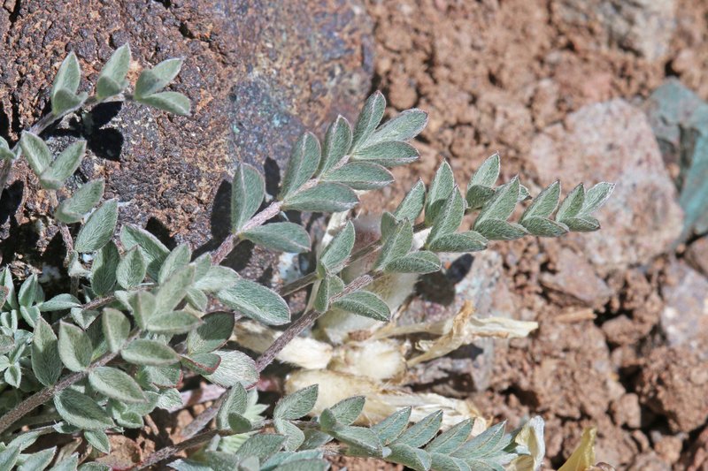Sevier Milkvetch