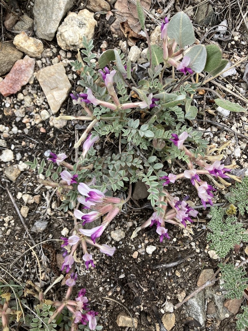 Sevier Milkvetch