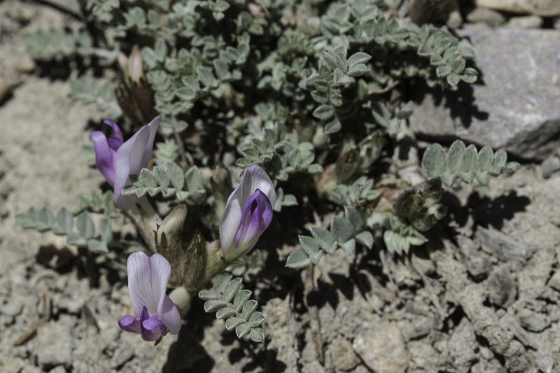 Sevier Milkvetch photo 2