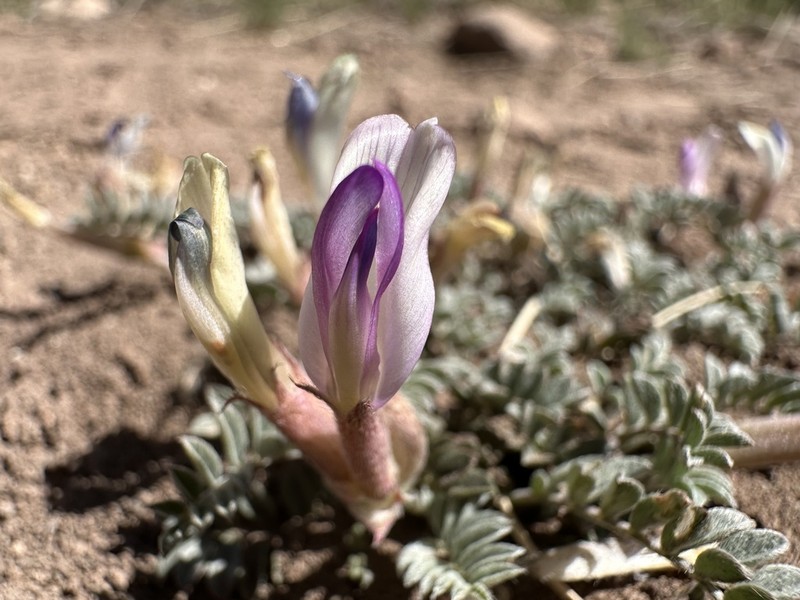 Sevier Milkvetch photo 3