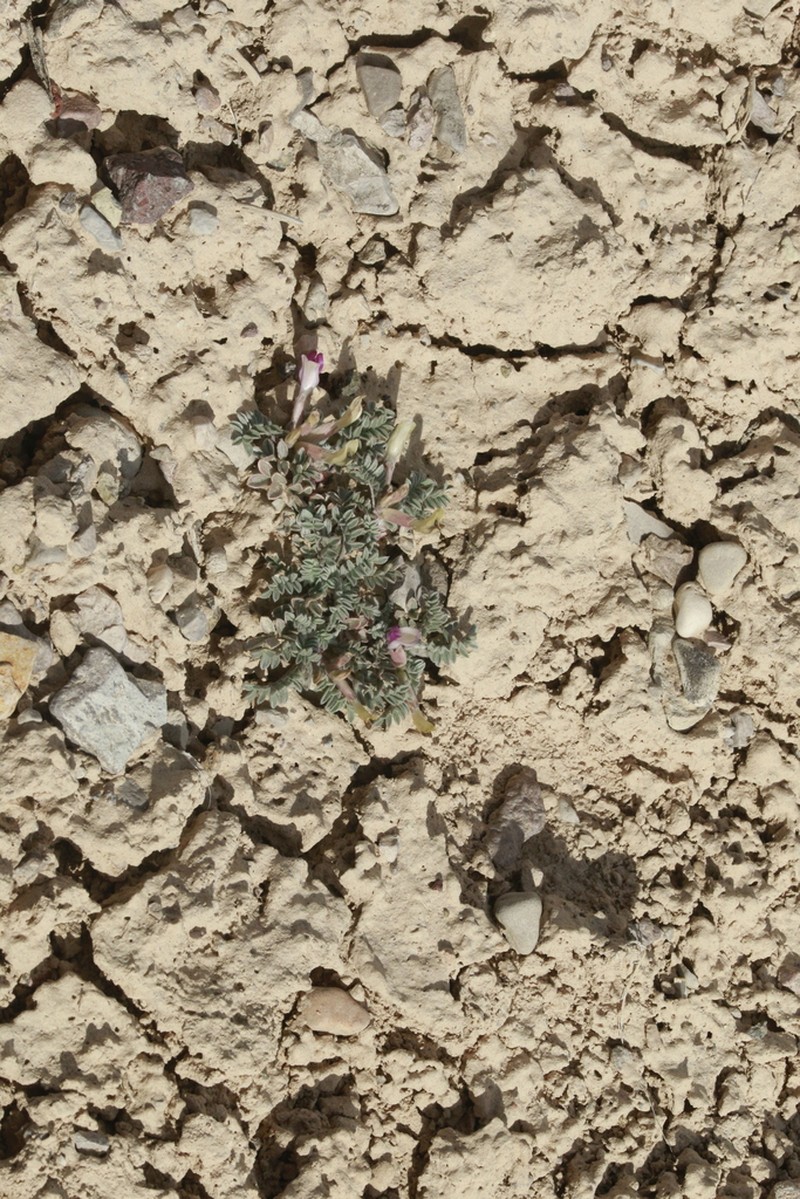 Sevier Milkvetch photo 4