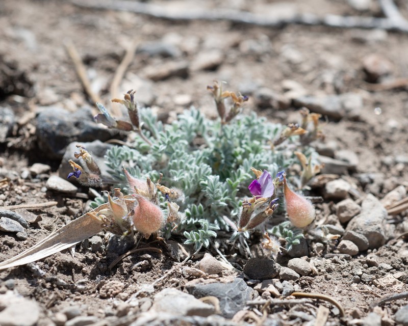 Sevier Milkvetch photo 5
