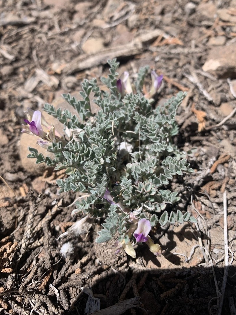 Sevier Milkvetch photo 6