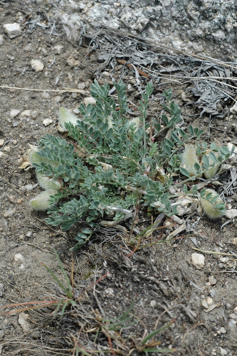 Sevier Milkvetch photo 7