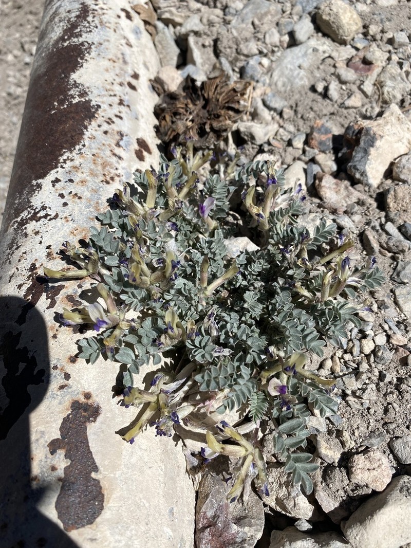 Sevier Milkvetch photo 8