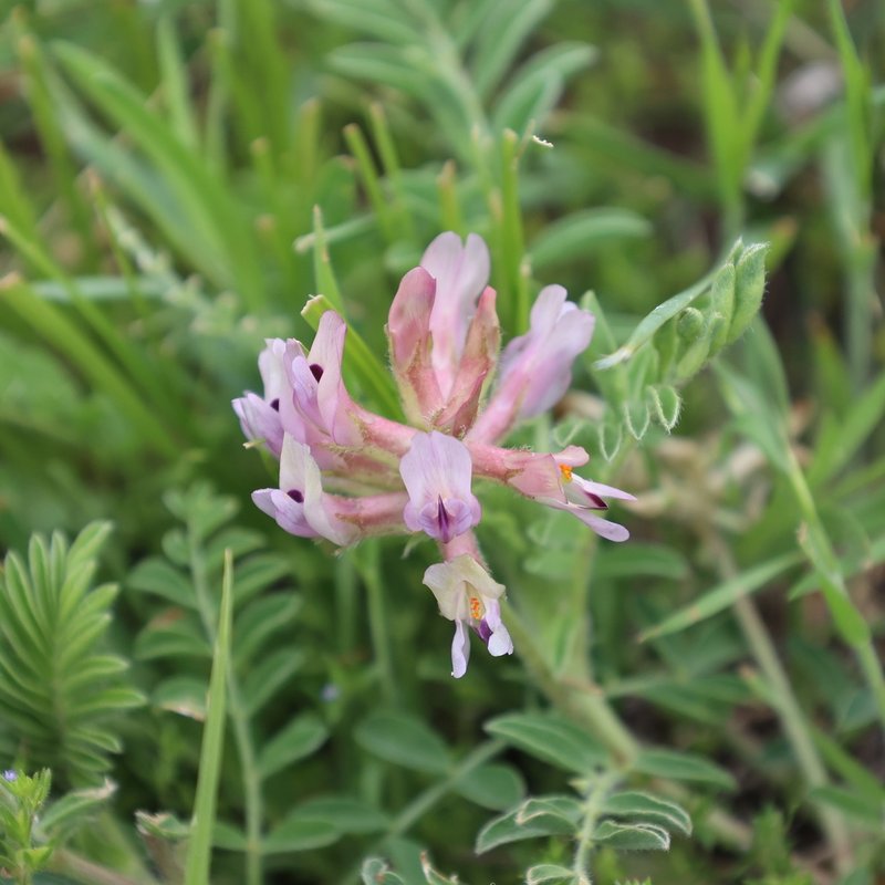 Platte River Milkvetch