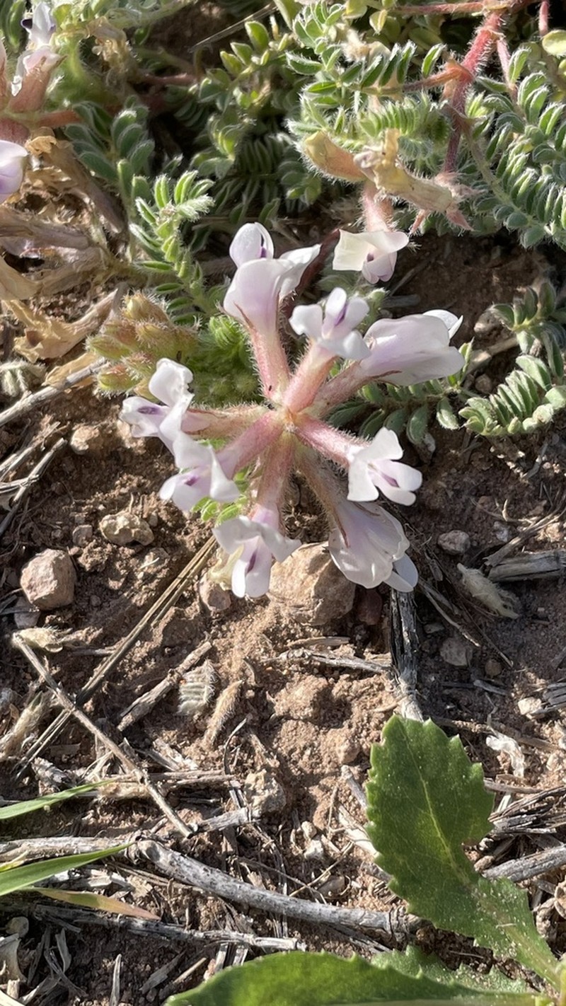 Platte River Milkvetch photo 3