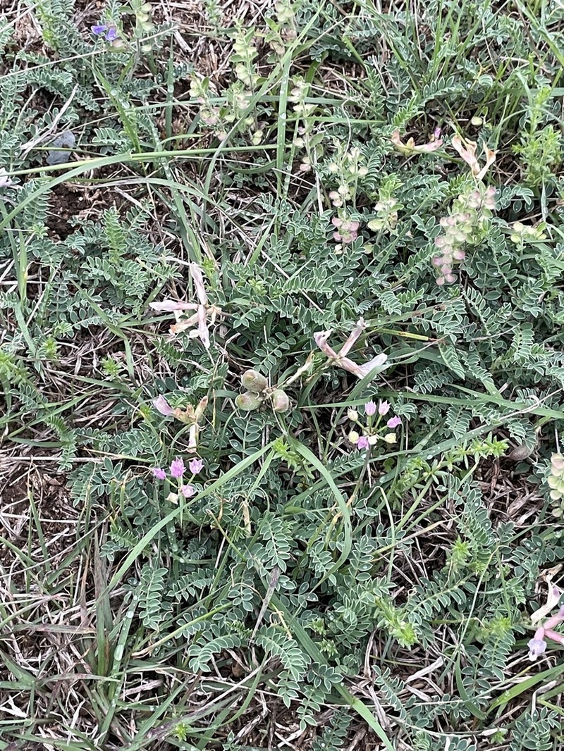 Platte River Milkvetch photo 4