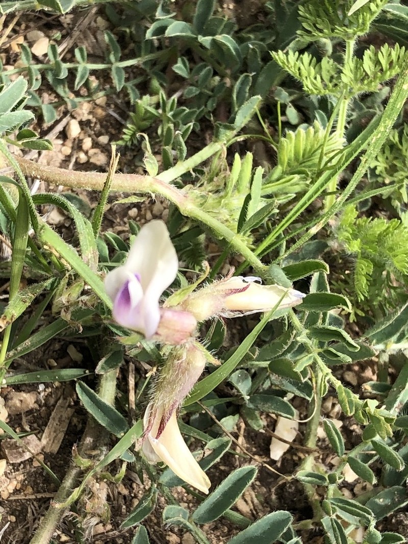 Platte River Milkvetch photo 5