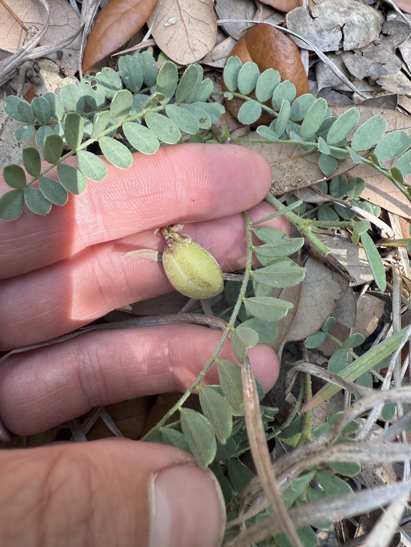 Platte River Milkvetch photo 6