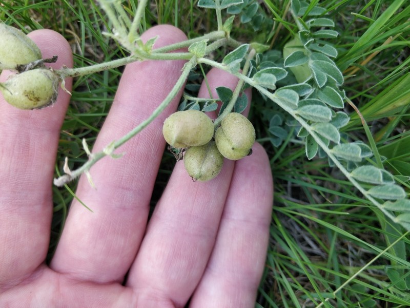 Platte River Milkvetch photo 7