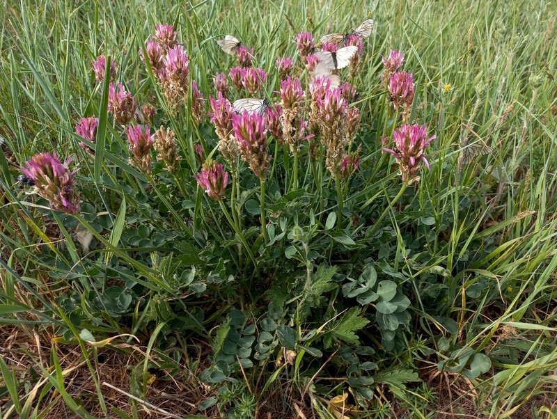 Astragalus platyphyllus