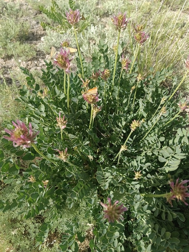 Astragalus platyphyllus photo 3