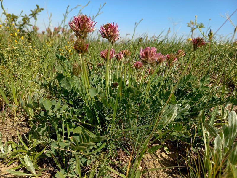 Astragalus platyphyllus photo 4