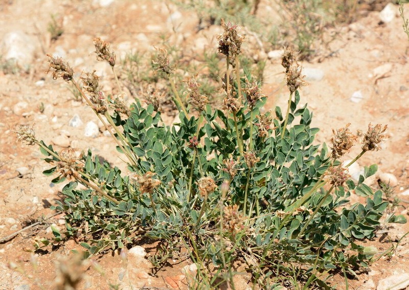 Astragalus platyphyllus photo 5