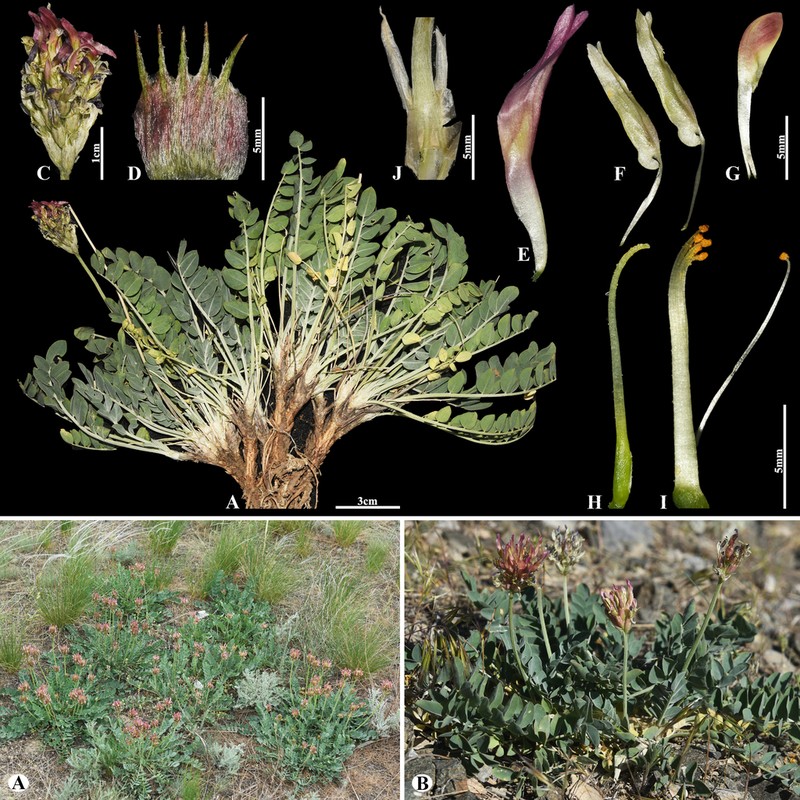 Astragalus platyphyllus photo 6