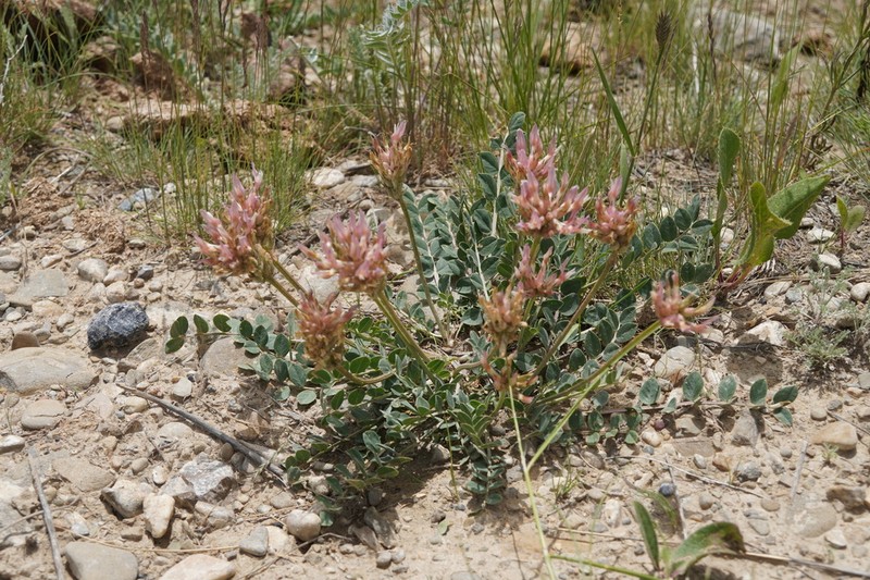 Astragalus platyphyllus photo 7