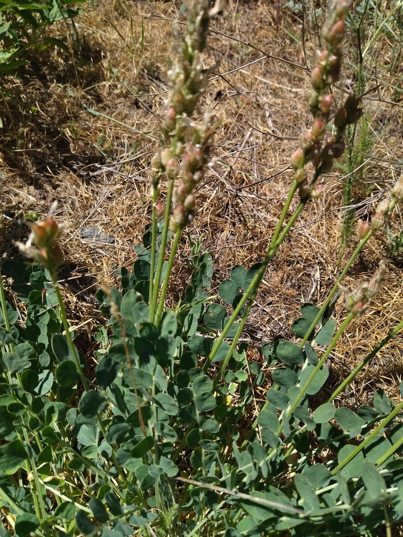 Astragalus platyphyllus photo 8