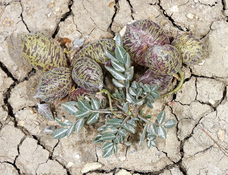 Broadkeel Milkvetch photo 3