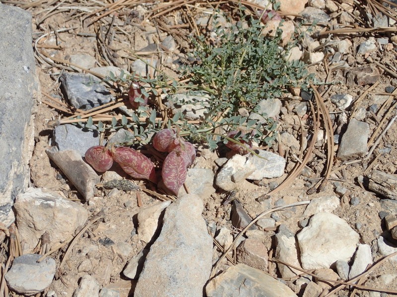 Broadkeel Milkvetch photo 5