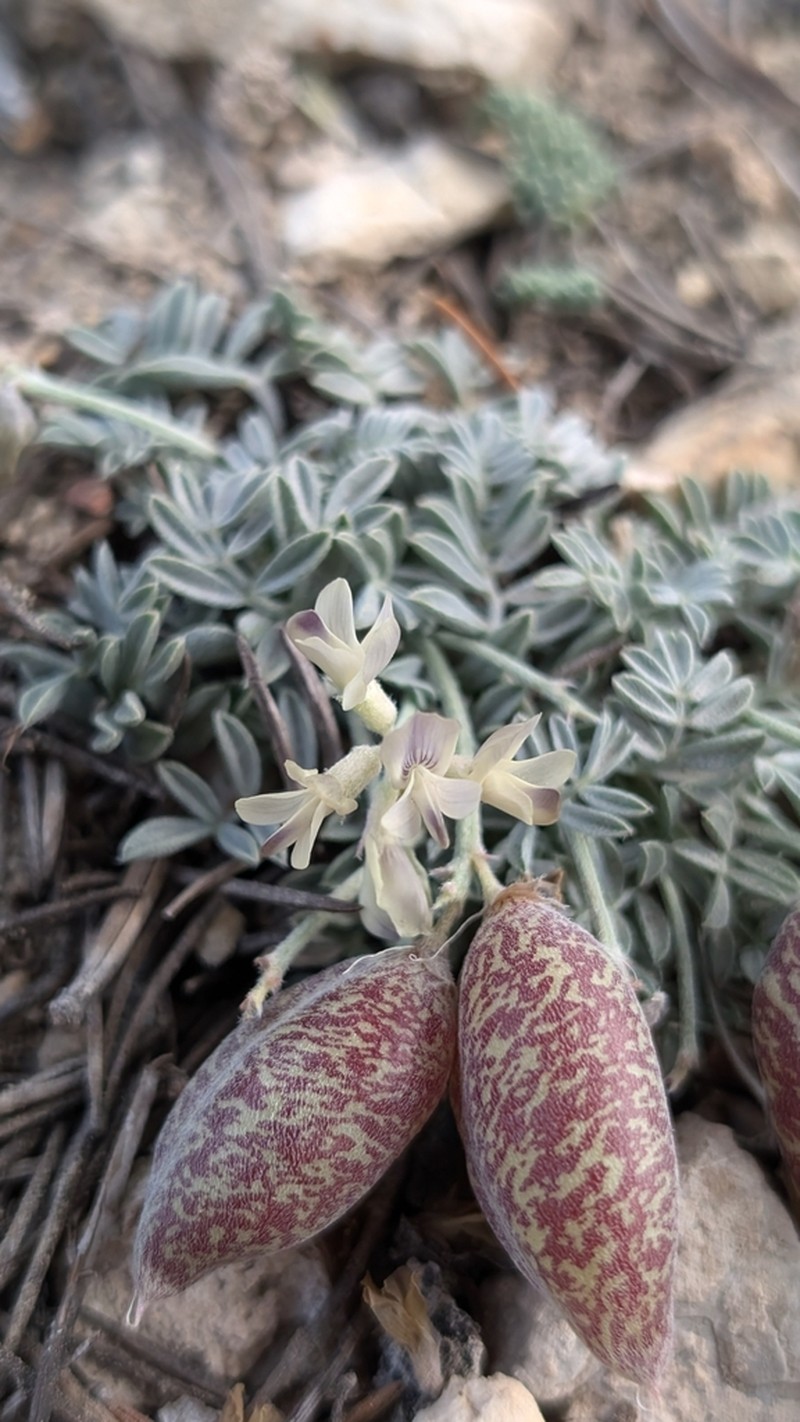 Broadkeel Milkvetch photo 6