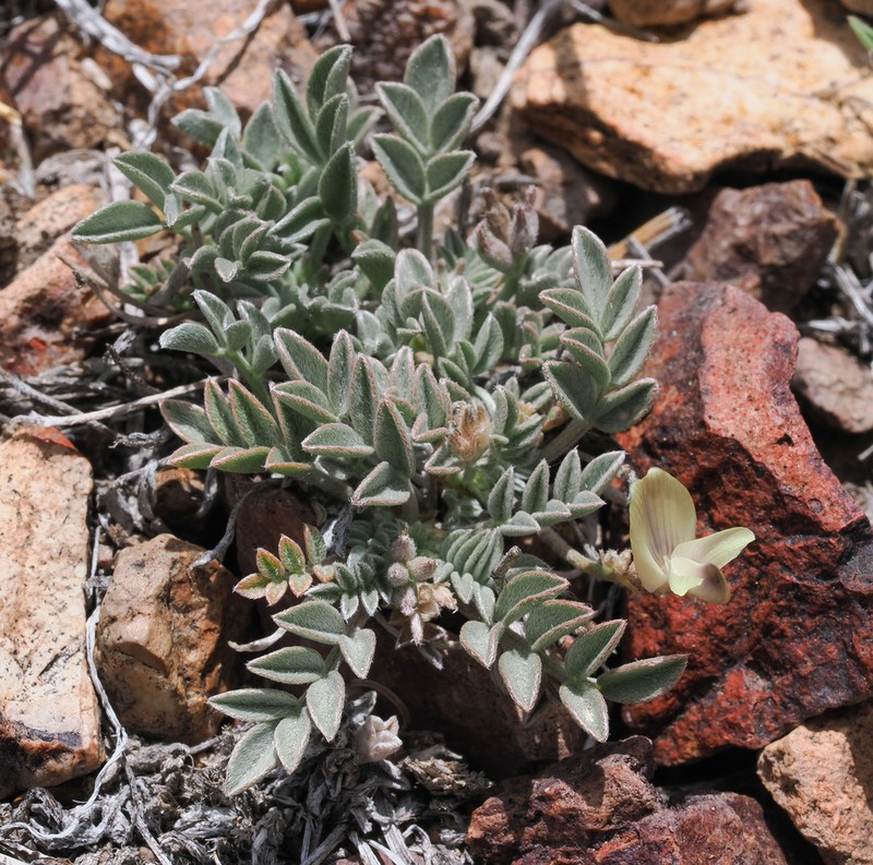 Broadkeel Milkvetch photo 7