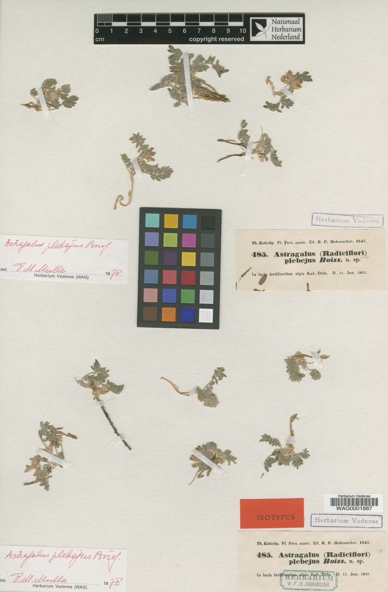 Astragalus plebeius