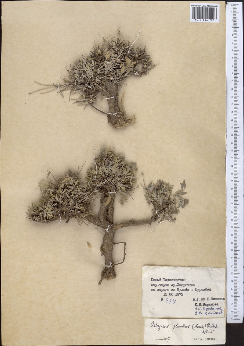 Astragalus plumbeus