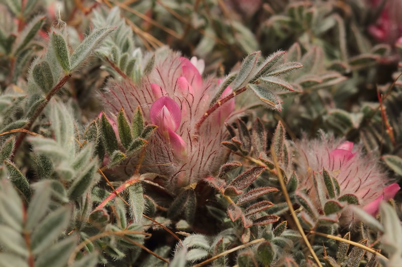 Astragalus plumosus