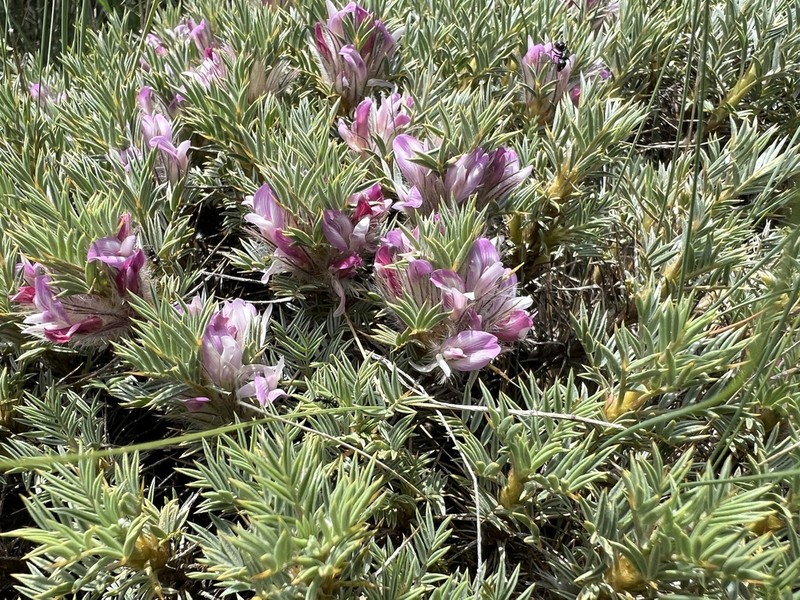 Astragalus plumosus photo 2
