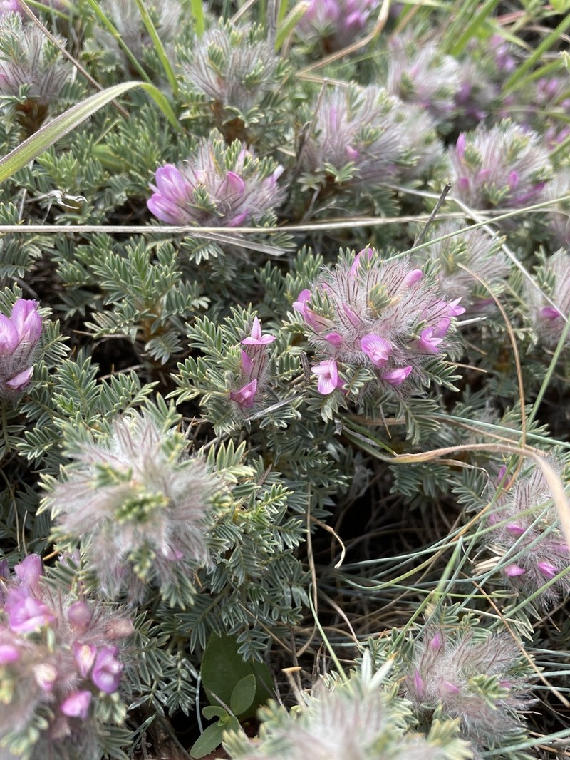 Astragalus plumosus photo 3
