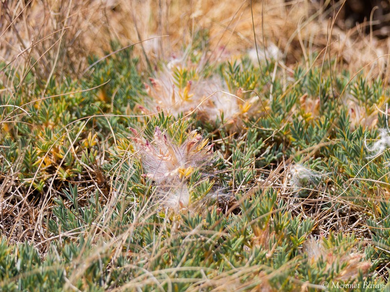 Astragalus plumosus photo 4