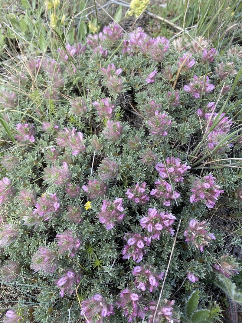 Astragalus plumosus photo 5