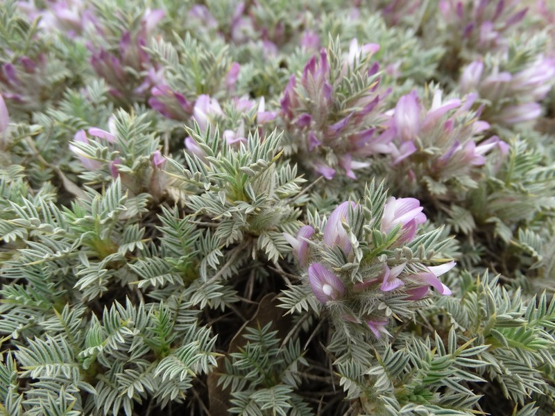 Astragalus plumosus photo 6