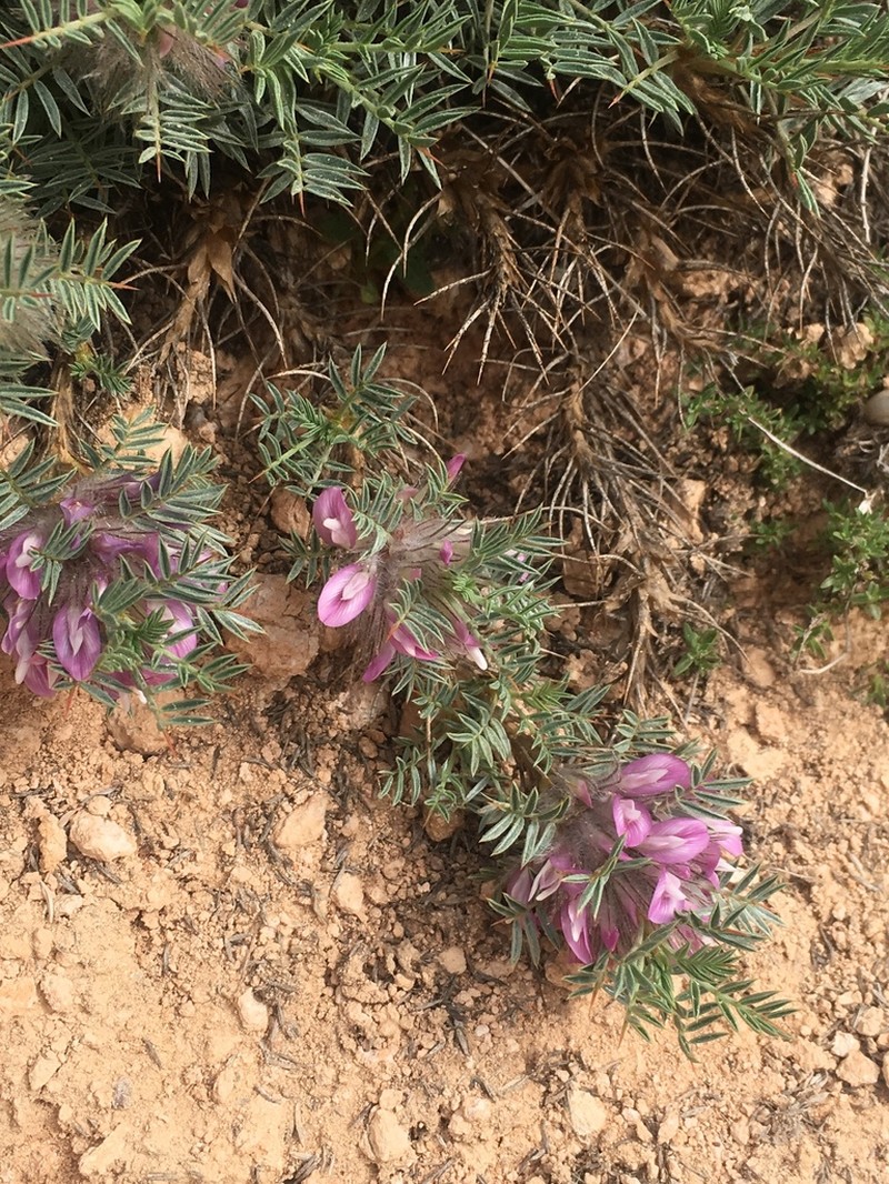 Astragalus plumosus photo 7