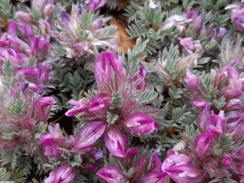 Astragalus plumosus photo 8