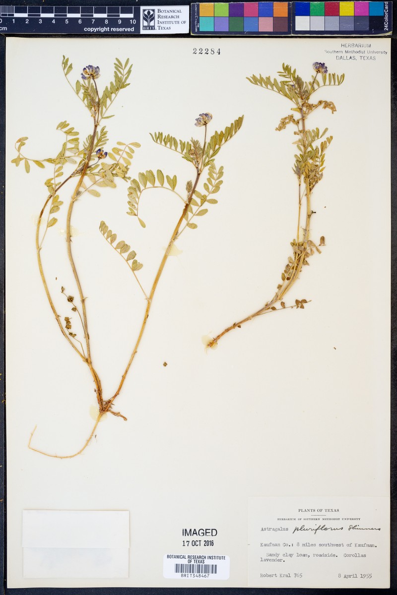 Astragalus pluriflorus