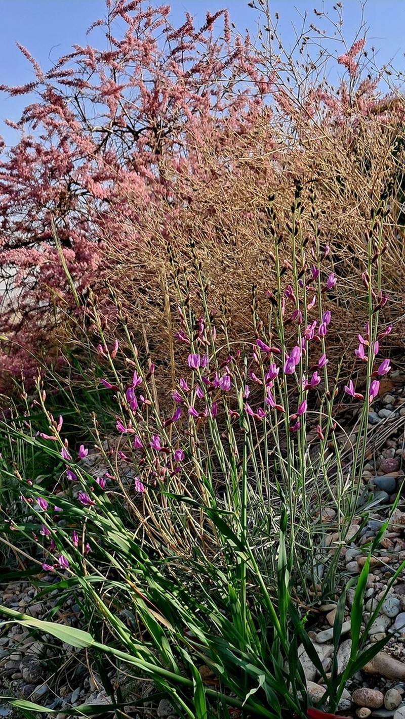 Astragalus podolobus