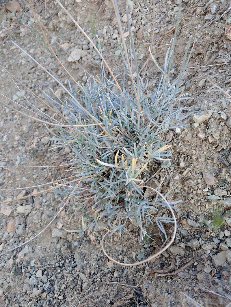 Astragalus podolobus photo 2
