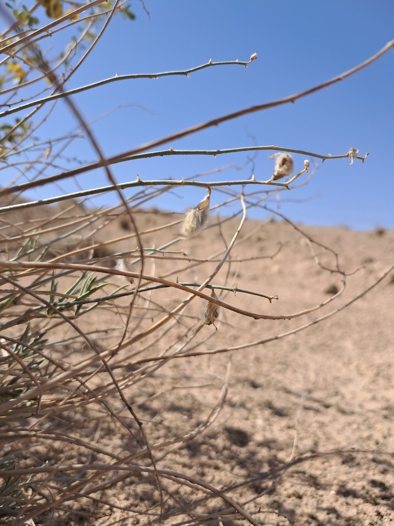 Astragalus podolobus photo 3